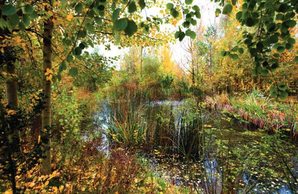 Wetlands area of the Queen Elizabeth Olympic Park