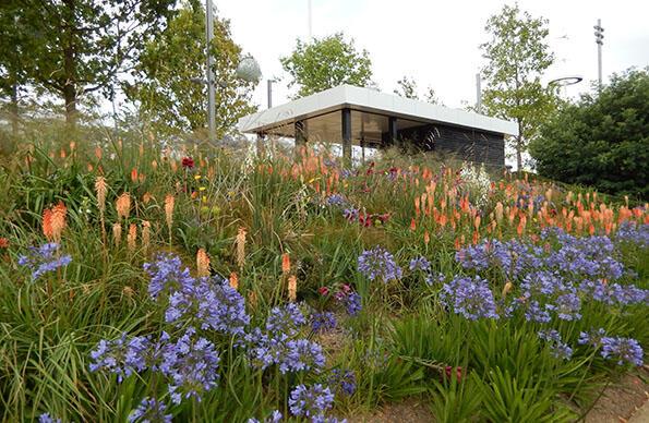 Southern Hemisphere 2012 Garden