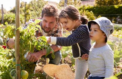 A adult and two children look at a tomato on a plant